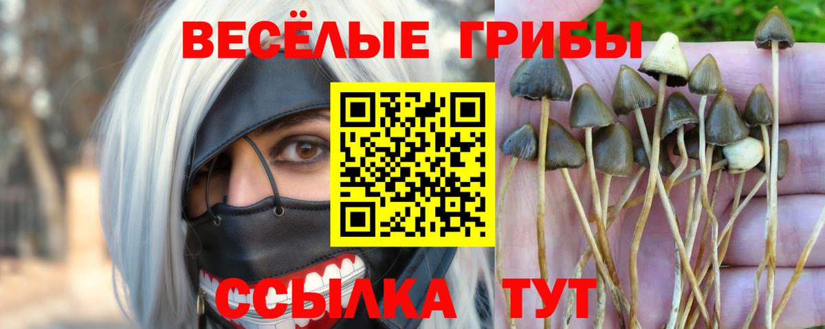 наркотики  Галлюциногенные грибы GOLDEN TEACHER  Вход с VPN  Зеленогорск 